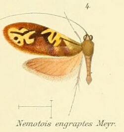 Pl.2-04-(Nemotois) Nemophora engraptes (Meyrick, 1907).JPG