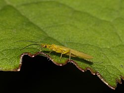 Plecoptera- Chloroperla (7568089580).jpg