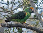 Poicephalus gulielmi -Birds of Eden, South Africa-8a.jpg