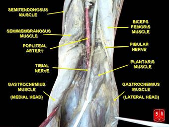 Popliteal artery.jpg