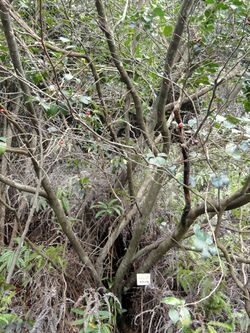 Pourthiaea villosa - Miyajima Natural Botanical Garden - DSC02336.JPG