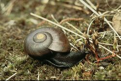 Powelliphanta marchanti DOC 1986.jpg