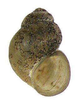 Pseudamnicola anatolica smyrnensis Schütt, 1970 (2999356197).jpg