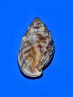 Pyramidellidae - Otopleura auriscati.jpg