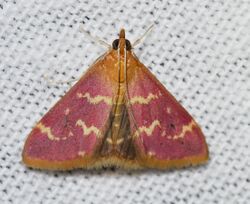 Pyrausta signatalis – Raspberry Pyrausta Moth (2) (14467800245).jpg