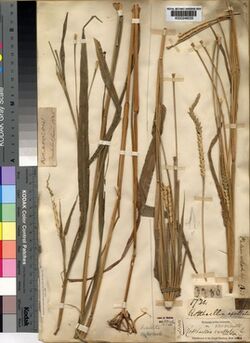 R. cochinchinensis herbarium specimen K000246033.jpg