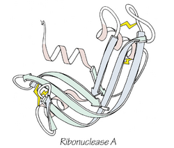 RibonucleaseA SS paleRib.png