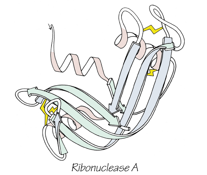 File:RibonucleaseA SS paleRib.png