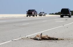 Roadkill on Route 170 Okatie Hwy by the Chechessee River, SC, USA, jjron 09.04.2012.jpg