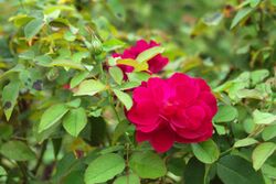 Rosa 'Darcey Bussell'.jpg