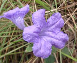 Ruellia geminiflora.jpg