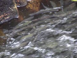 Salmon swimming upstream in Ketchikan Creek 3.jpg