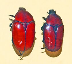 Scarabaeidae - Diplognatha gagates.JPG