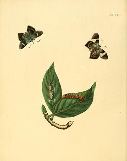Sepp-Surinaamsche vlinders - pl 025 plate Phlebodes pertinax.jpg