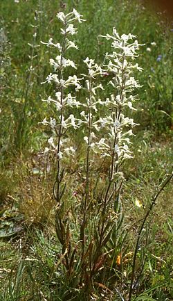 Silene viscosa.jpg