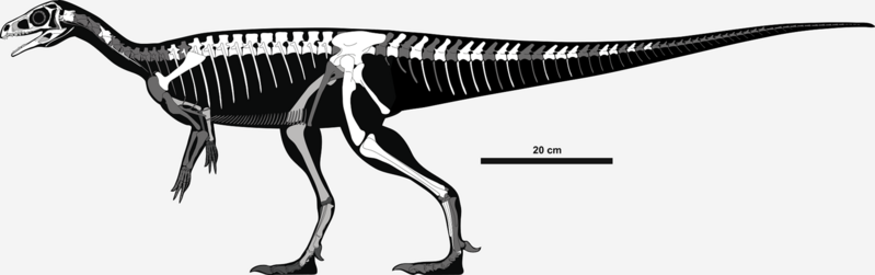 File:Skeletal reconstruction of Pampadromaeus barberenai.png