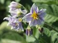 Solanum tuberosum Blue Christie (04).jpg
