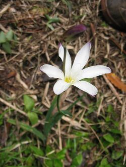 Sparaxis bulbifera (Flower) 2.jpg