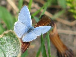 Spring Azure-male.jpg