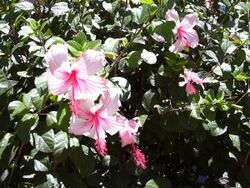 Starr 030702-0035 Hibiscus rosa-sinensis.jpg