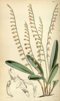 Stelis emarginata (as Physosiphon loddigesii) - Curtis' 81 (Ser. 3 no. 11) pl. 4869 (1855).jpg