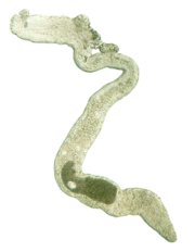 Sterreria martindalei.png