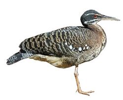 Sunbittern RWD white background.jpg