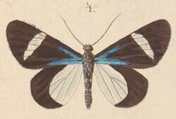 T7-04-Milionia clarissima (Walker 1865).JPG