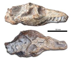 Teyujagua paradoxa Skull lateral and dorsal.jpg