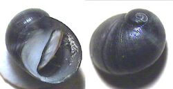 Theodoxus meridionalis shell.jpg