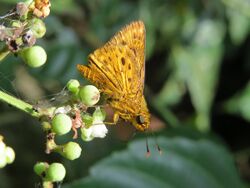 Thoressa honorei de Nicéville, 1887 – Sahyadri Orange Ace - Madras Ace - from Alaram WLS during the Odonate Survey 2015 (20).jpg