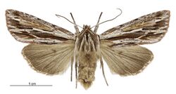 Tmetolophota similis female.jpg