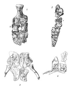 Toretocnemus californicus.jpg