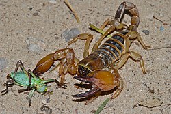 Tricolor Scorpion (Opistophthalmus wahlbergii) (7000378465).jpg