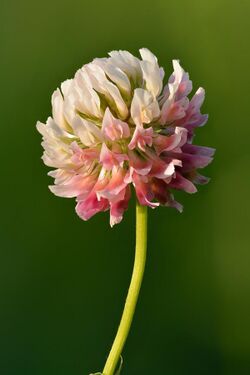 Trifolium hybridum inflorescence - Keila.jpg