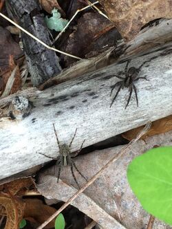 Two medium-sized spiders outdoor on a thin log, photographed from above