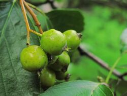 Unreife Früchte von Sorbus franconia IMG 7677ab.jpg