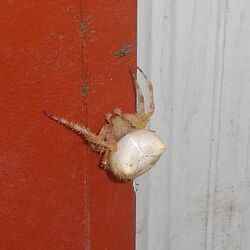 White cat faced spider.jpg