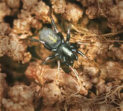 Wolf Spider (Lycosidae) Allocosa funerea.jpg