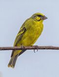 Yellow-fronted canary (Crithagra mozambica tando).jpg