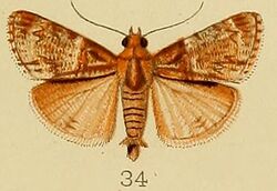 034-Orthaga chionalis Kenrick, 1907.JPG