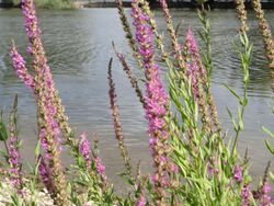 20170723Lythrum salicaria.jpg