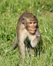 20171128 - Macaca fascicularis - Angkor Wat - 5686 DxO.jpg