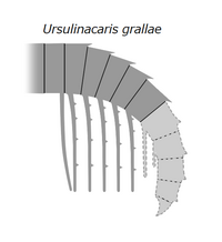 20191229 Radiodonta frontal appendage Ursulinacaris grallae.png