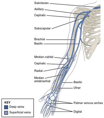 An image showing major arm veins