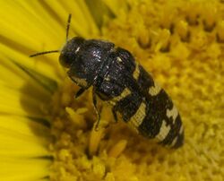 Acmaeodera macra P1320881a.jpg