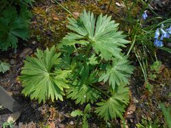 Aconitum lamarckii 2018-05-22 2445.jpg