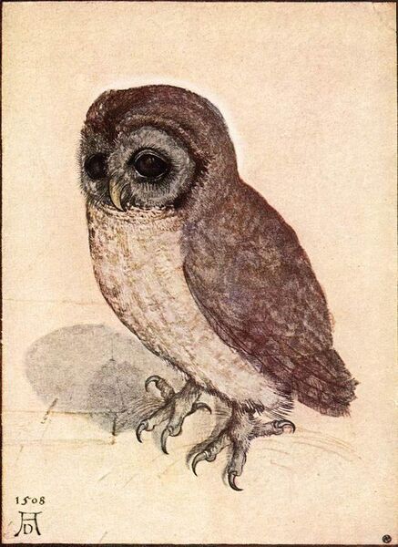 File:Albrecht Dürer - The Little Owl - WGA7367.jpg