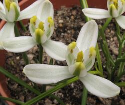 Albuca humilis 080711.jpg