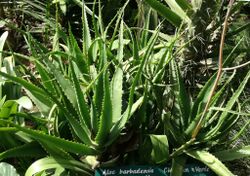 Aloe babatiensis - Arusha Gardens 1.jpg